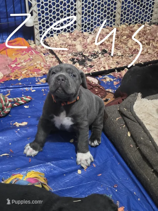 Zeus – Cane Corso puppy for sale in Gloucester City, NJ