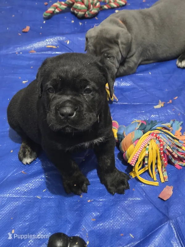 Kali – Cane Corso puppy for sale in Gloucester City, NJ