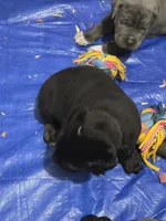 Freya, a female Cane Corso for sale in Gloucester City, NJ – 2 of 2
