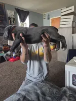 Litter , a female Cane Corso for sale in Gloucester City, NJ – 3 of 10