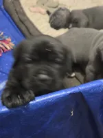 Litter , a female Cane Corso for sale in Gloucester City, NJ – 9 of 10