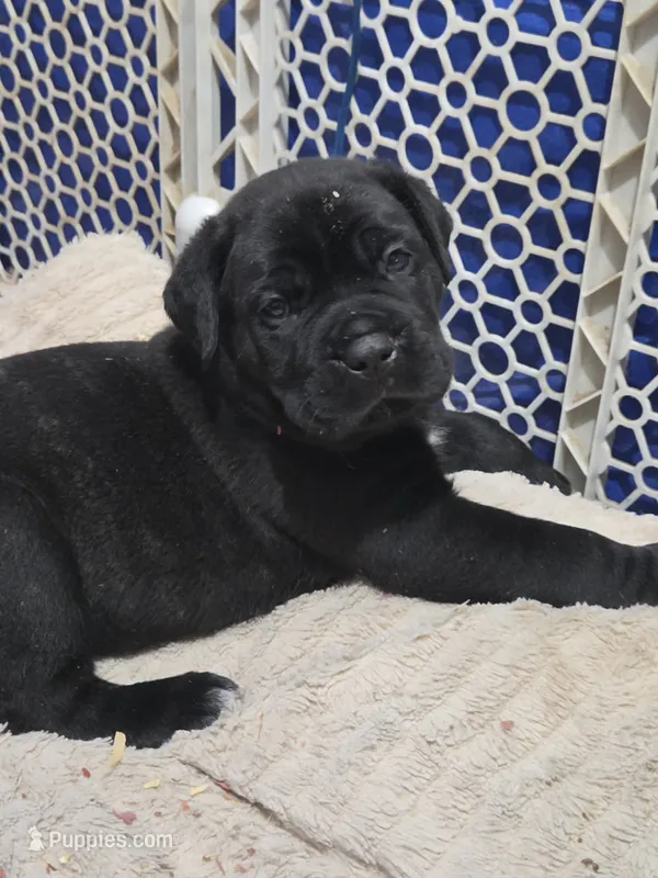 Freya – Cane Corso puppy for sale in Gloucester City, NJ