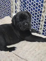 Freya, a female Cane Corso for sale in Gloucester City, NJ – 1 of 2