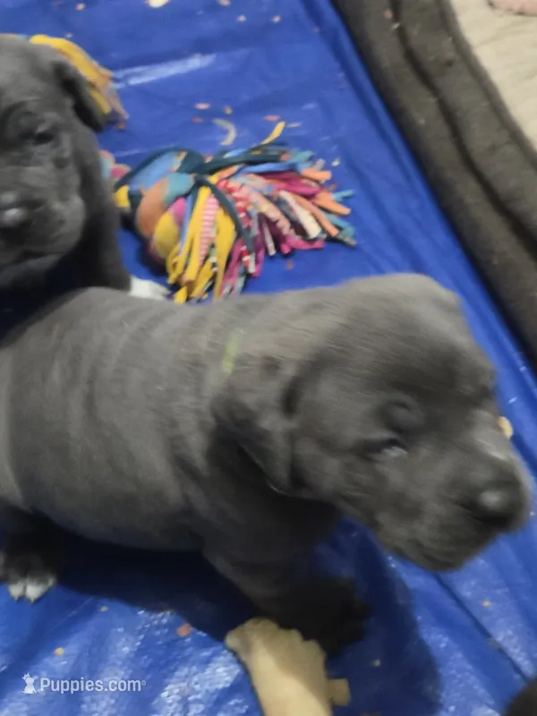 Lagertha – Cane Corso puppy for sale in Gloucester City, NJ