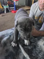 Lagertha, a female Cane Corso for sale in Gloucester City, NJ – 2 of 2