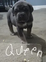 Queen, a female Cane Corso for sale in Gloucester City, NJ – 2 of 2