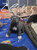 Litter , a female Cane Corso for sale in Gloucester City, NJ – 10 of 10
