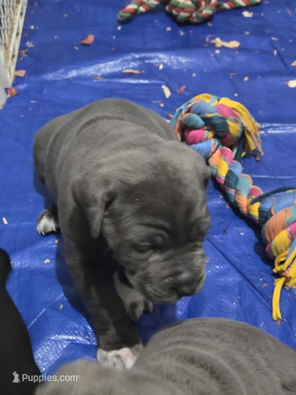 Selena  – Cane Corso puppy for sale in Gloucester City, NJ