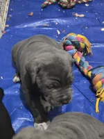Selena , a female Cane Corso for sale in Gloucester City, NJ – 1 of 3