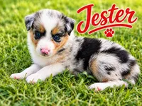 Jester, a male Border Collie for sale in London, AR – 1 of 8
