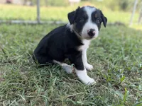 Queen, a female Border Collie for sale in London, AR – 4 of 9