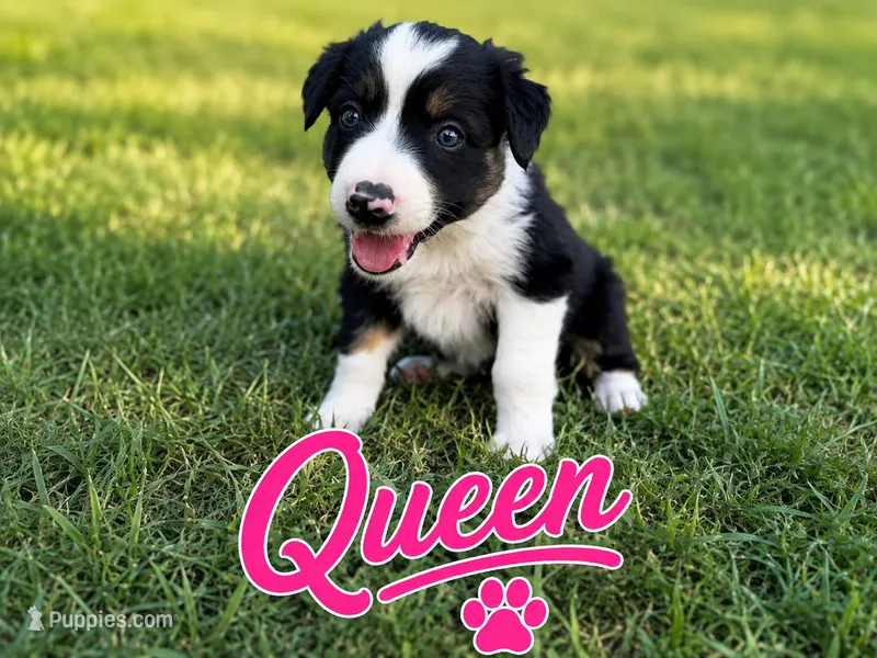 Queen – Border Collie puppy for sale in London, AR