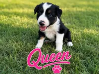 Queen, a female Border Collie for sale in London, AR – 1 of 9