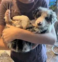 Knight , a male Border Collie for sale in London, AR – 2 of 9