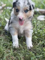 Jester, a male Border Collie for sale in London, AR – 4 of 8