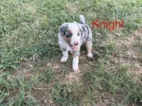 Knight , a male Border Collie for sale in London, AR – 4 of 8