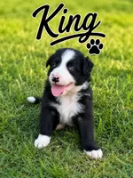 King, a male Border Collie for sale in London, AR – 1 of 9