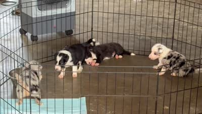 Bishop, a male Border Collie for sale in London, AR – 6 of 8