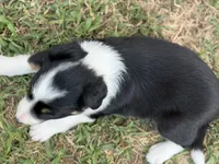 Queen, a female Border Collie for sale in London, AR – 2 of 9