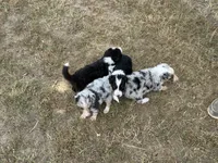 Bishop, a male Border Collie for sale in London, AR – 4 of 8