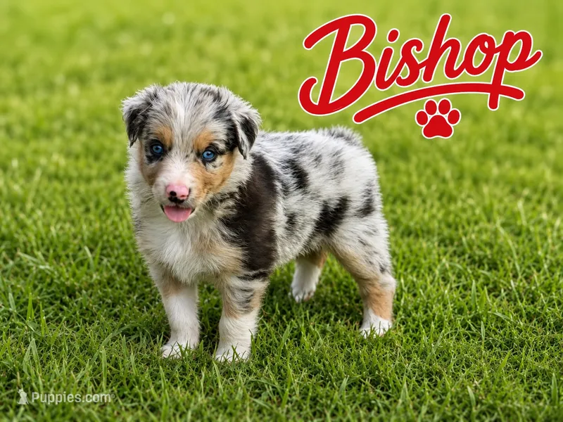 Bishop – Border Collie puppy for sale in London, AR
