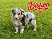 Bishop, a male Border Collie for sale in London, AR – 1 of 8