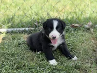 King, a male Border Collie for sale in London, AR – 3 of 9