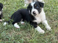 Queen, a female Border Collie for sale in London, AR – 3 of 9