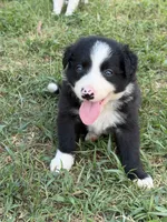 King, a male Border Collie for sale in London, AR – 2 of 9