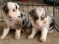Jester, a male Border Collie for sale in London, AR – 3 of 8