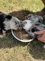 Jester, a male Border Collie for sale in London, AR – 6 of 8