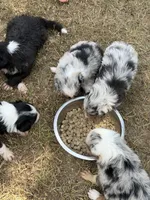 Bishop, a male Border Collie for sale in London, AR – 5 of 8