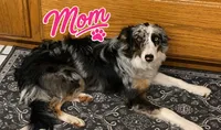 Jester, a male Border Collie for sale in London, AR – 7 of 8