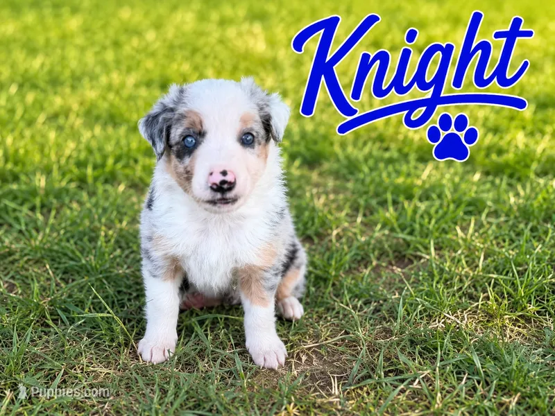 Knight  – Border Collie puppy for sale in London, AR