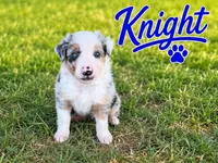 Knight , a male Border Collie for sale in London, AR – 1 of 8