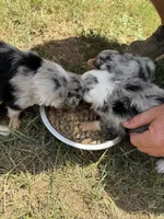 Knight , a male Border Collie for sale in London, AR – 6 of 8