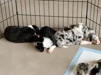 Jester, a male Border Collie for sale in London, AR – 2 of 8