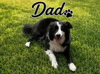 Bishop, a male Border Collie for sale in London, AR – 7 of 8