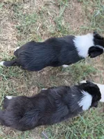 King, a male Border Collie for sale in London, AR – 4 of 9