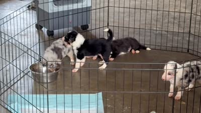 Queen, a female Border Collie for sale in London, AR – 8 of 9