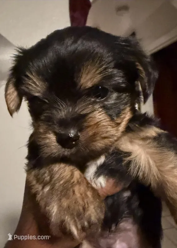 Shorkies – Shih Tzu puppy for sale in Orlando, FL