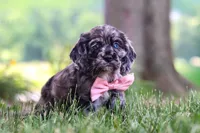 Gabby, a female Cocker Spaniel for sale in Baltic, OH – 3 of 10