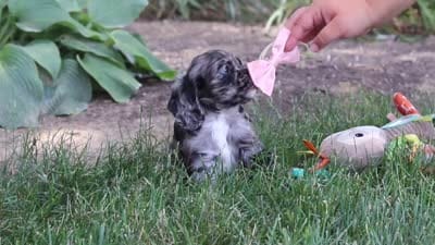 Gabby, a female Cocker Spaniel for sale in Baltic, OH – 10 of 10