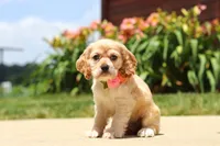 Pearl, a female Cocker Spaniel for sale in Baltic, OH – 1 of 9