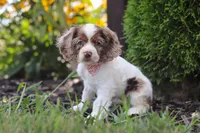Blossom, a female Cocker Spaniel for sale in Baltic, OH – 7 of 9