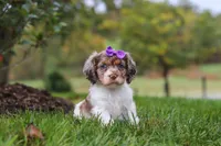Amber, a female Cocker Spaniel for sale in Baltic, OH – 7 of 8