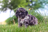 Jewel, a female Cocker Spaniel for sale in Baltic, OH – 6 of 9