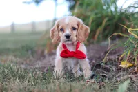 Boone, a male Cocker Spaniel for sale in Baltic, OH – 5 of 10