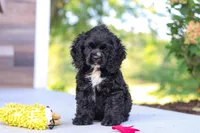 Sophie, a female Cocker Spaniel for sale in Baltic, OH – 4 of 9