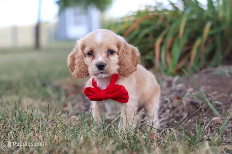 Boone – Cocker Spaniel puppy for sale in Baltic, OH
